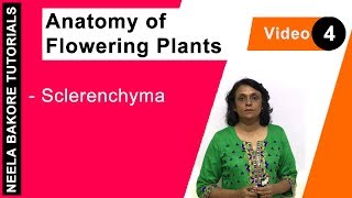 Anatomy of Flowering Plants  NEET  Sclerenchyma  Neela Bakore Tutorials [upl. by Linell]