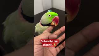 तोते की चोच parrot amazingfacts animals amazingtalkingparrot petbird viral macaw birds [upl. by Silenay]