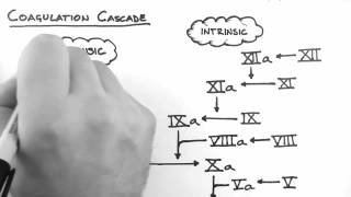 Haemostasis 2  Coagulation Cascade [upl. by Rifkin778]