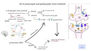 Opioids Mechanism of Action [upl. by Aioj]