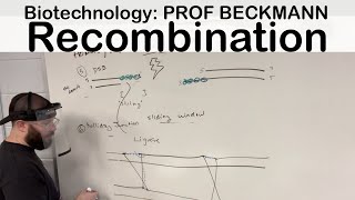 Homologous Recombination [upl. by Jamey]