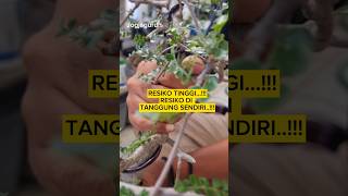 Resiko Tinggi Nih  Operculicarya 🔥 operculicarya bonsai tanamanafrika [upl. by Solegna]