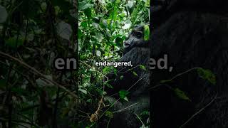 5 Endangered Species You Need to Know EndangeredAnimals WildlifeConservation SaveWildlife Shorts [upl. by Revlis]