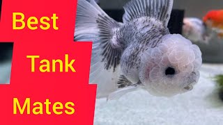 Best Tank Mates of Goldfish ll 13 ideal Tank Mates ll GOLDFISH Tank Mate VARIETIES [upl. by Yrolam]