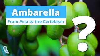 What is Ambarella  Fruits You Probably Never Heard Of  Ep 21 [upl. by Lacram]