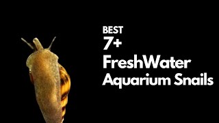 Best Freshwater Snails  7 Good Ones to Try [upl. by Rafi]