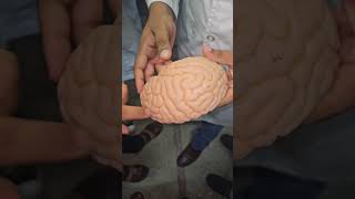 Demo  Model of Brain [upl. by Eon]