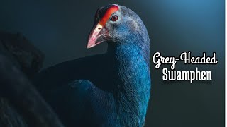 The Amazing Greyheaded Swamphen Part2  Birdman Bangladesh [upl. by Noislla]