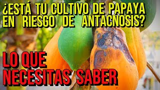 La antracnosis de la papaya explicada causas síntomas y soluciones [upl. by Katine]