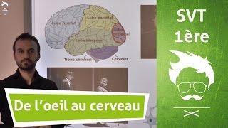 De loeil au cerveau  introduction [upl. by Diver656]