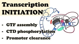 Eukaryotic Transcription INITIATION  GTF assembly CTD phosphorylation Promoter escapeclearance [upl. by Wolfy367]