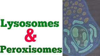 Physiology lecture 13  Lysosomes and peroxisomes  structure and functions of lysosomes peroxisomes [upl. by Yonatan]