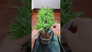 Techniques planting and put fertilizer for flowers diy flower craftgarden plants [upl. by Etty]