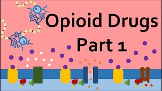 Opioid Drugs Part 1 Mechanism of Action [upl. by Reld]