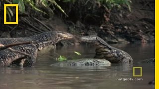 Lizard vs Lizard  National Geographic [upl. by Middle861]