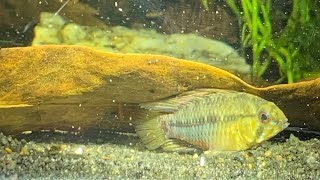 Apistogramma hongsloi breeding  apistogramma üretim [upl. by Borer958]