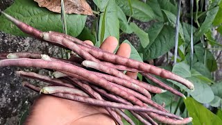 Harvesting Red Yard long Beans [upl. by Saylor770]