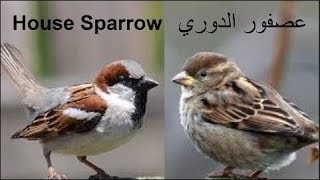 صوت عصفور الدوري song house sparrow [upl. by Adhamh]