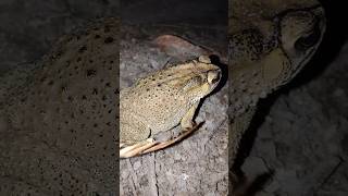 froggy at the night catching froggy make you laugh froggy funny funnyshorts shorts [upl. by Nnaeirelav]