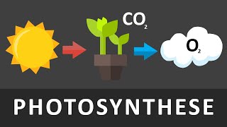 Photosynthese einfach erklärt  Ablauf der Photosynthese  REMAKE [upl. by Neehs]