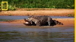 Jaguar ataca a un CAIMAN ¡IMPRESIONANTE  National Geographic en Español [upl. by Lesirg686]