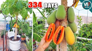 Easy Grow Papaya in Container From Seeds to Harvest  Part2 [upl. by Larimor524]