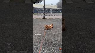 norwich собака norwichterrier норвич pets puppy funnydogs [upl. by Blasien]