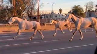 CABALLOS SUELTOS POR PANAMERICANA Eran 46 y se escaparon de Campo de Mayo [upl. by Okechuku247]