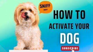 Simple mental stimulation ideas for dogs [upl. by O'Meara252]