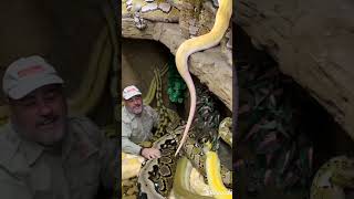 Huge snakes w Jay at Prehistoric Pets Reptile Zoo snake livingthedream pythons [upl. by Nwahsram781]