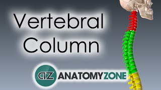 Vertebral Column  Introduction  3D Anatomy Tutorial [upl. by Althee]