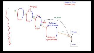 CCEA A2 Biology Unit 2 Respiration 3 Electron Transport Chain [upl. by Ezarras852]