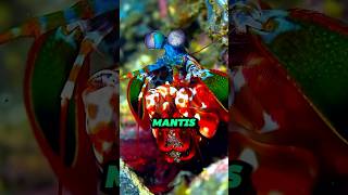 Mantis Shrimp Natures Colorful Warrior 🌈🦐💥 [upl. by Martella474]