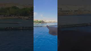 exploring eilat 2 hours boating travel travelvlog shortsyoutube travel shorts [upl. by Arval]