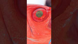 RED Fish Eye [upl. by Imeon441]