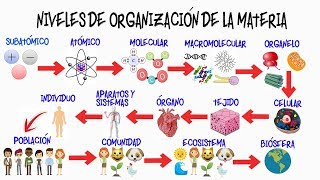 🌎NIVELES DE ORGANIZACIÓN DE LA MATERIA🌿  BIOLOGÍA [upl. by Jermaine]