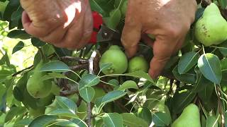 How to thin fruit on apple and pear trees [upl. by Homere]