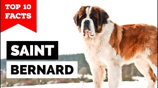 Saint Bernard  Top 10 Facts [upl. by Leen382]