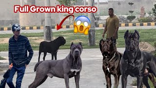 Is dangerous dog Full grown king corso [upl. by Leidgam]