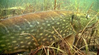 Fishing a huge monster pike underwater Рыбалка щука монстр подводная съёмка Muskie snoek gädda [upl. by Ybrik]