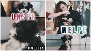 WILLKOMMEN IN DER FAMILIE🐶 Havaneser Welpe kommt nach Hause [upl. by Roarke163]