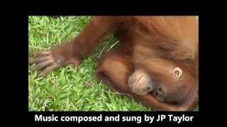 the orangutan music video quotI want to be an orangutanquotwmv [upl. by Ymas755]