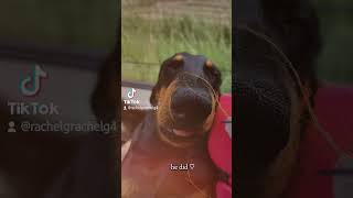 ❤️❤️ teckel puppy dackel funny dachsund pets dog [upl. by Llig143]