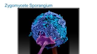 Identification of Filamentous Fungi Hyaline Monomorphic Fungi Part 1 Hot Topic [upl. by Akihc]