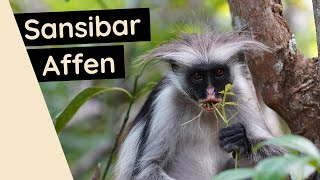 Affen auf Sansibar Jozani Forest ● Sansibar Stummelaffe ● Weltreise Vlog 106 [upl. by Durand]