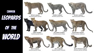 All Common Leopard Subspecies [upl. by Namilus666]