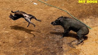 Dog VS Pig ★ 2018 [upl. by Negriv803]