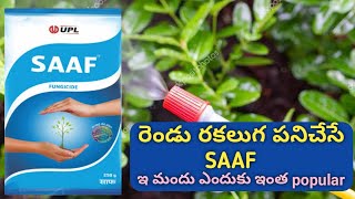 Saaf fungicide గురించి పుర్తి వివరలు  Saaf dose price Carbendazim  mancozeb [upl. by Asial]