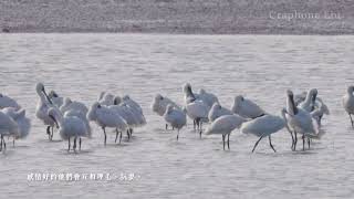 Black faced Spoonbill 13 黑面琵鷺 13 [upl. by Nary]