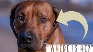 The Mystery of the Missing Rhodesian Ridgeback [upl. by Suraved]